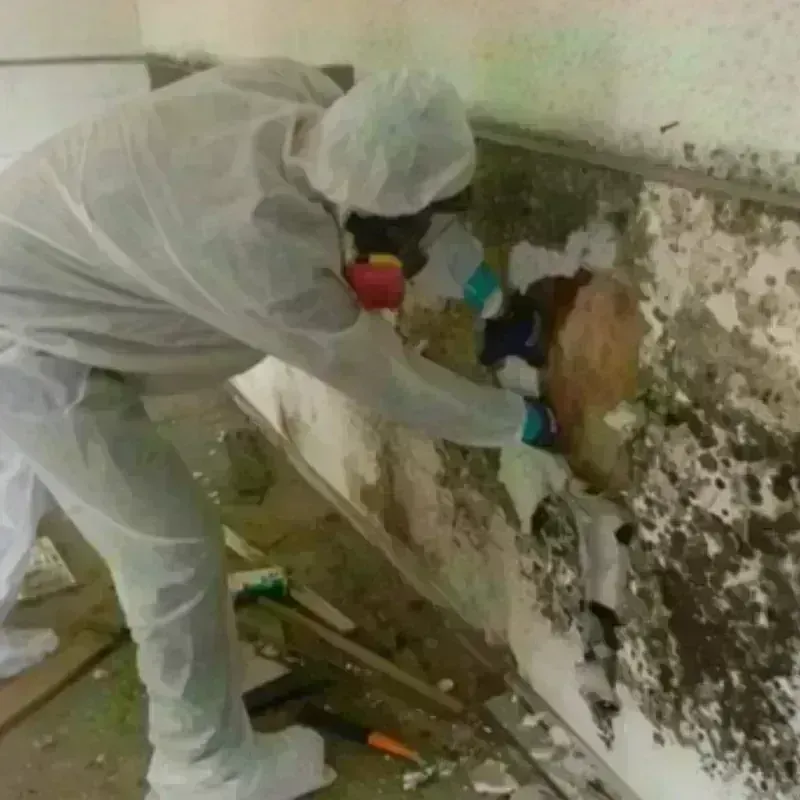 Mold Remediation and Removal in Betances, PR